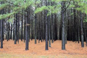Pinus taeda plantation USDA natural Resource Conservation Service